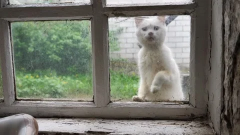 Stray kitten jumps onto the window of an old dirty house and asks to be let in Stock Footage 336665629
