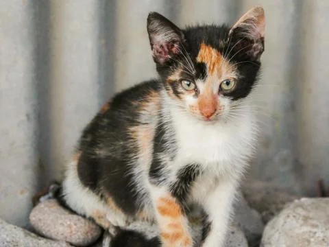 Stray kitten Stock Photos