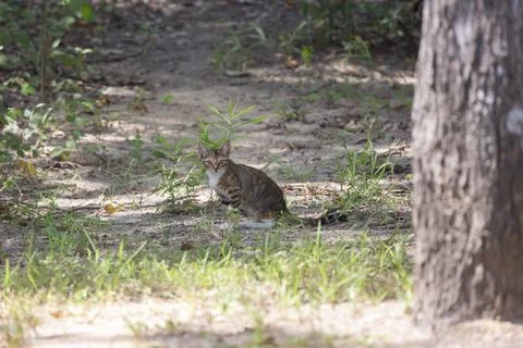 Stray Kitten Stock Photos
