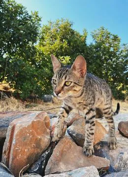 Stray kitten Stock Photos