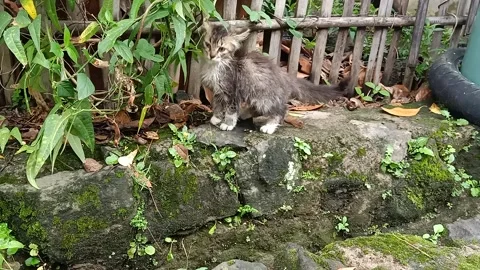 Stray kitten playing alone in the bamboo fence Stock Footage 327549025
