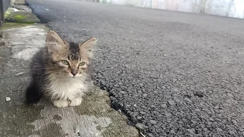 Stray Kitten Sitting Alone on Quiet Residential Roadside – Static Shot Stock Footage 327551336