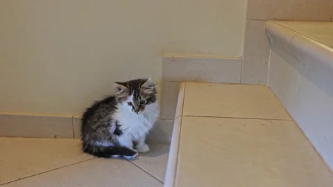 A stray kitten sitting on the stairs. Vídeo Stock 219690100