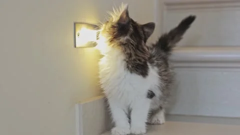 A stray kitten sitting on the stairs. Vídeo Stock 219690987