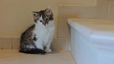 A stray kitten sitting on the stairs. Vídeo Stock 219691025