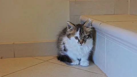 A stray kitten sitting on the stairs. Stock Footage 219691248