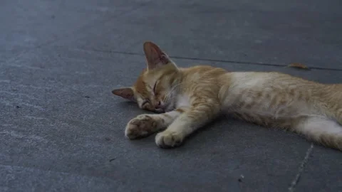 A Stray Kitten Sleeping on the concrete grounds of Shanghai 3 Stock Footage 344550679