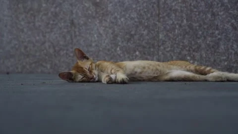 A Stray Kitten Sleeping on the concrete grounds of Shanghai 1 Stock Footage 344550691