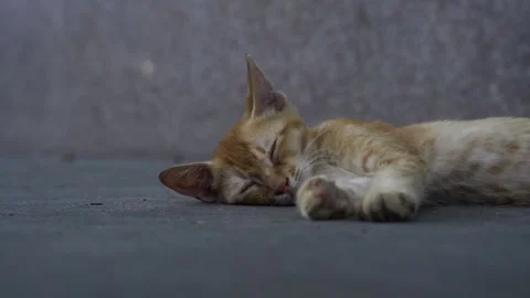 A Stray Kitten Sleeping on the concrete grounds of Shanghai 2 Stock Footage 344550785