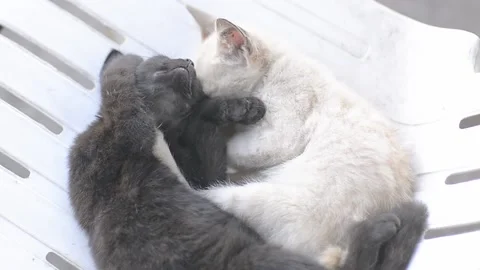 Stray kitten sleeping Stock Footage 160032934