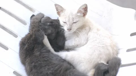 Stray kitten sleeping Stock Footage 160032960