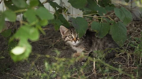 A stray kitten on the street Видео 164034764