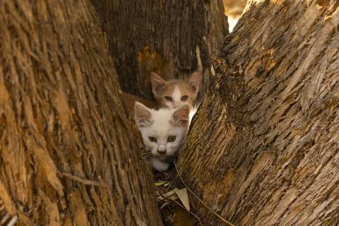 Stray kittens between tree trunks Stock Photos
