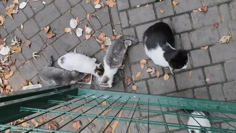 Stray Kittens Eating from Containers on a Sidewalk Top Down View Video stock 322005188