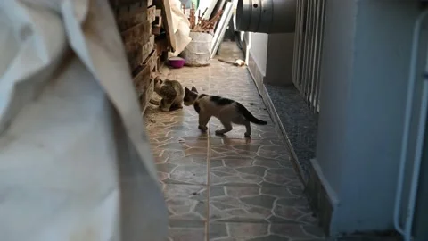 Stray kittens hiding from kids Stock Footage 138542566