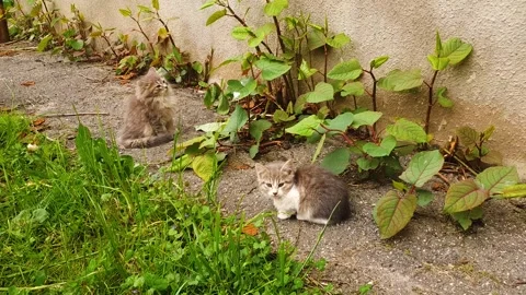 Stray kittens, kittens without homes, street animals, shelter. Stock Footage 310725505