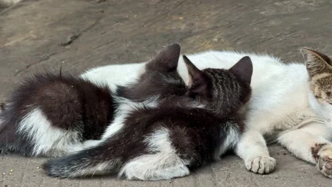 Stray kittens nursing from their mother cat on a concrete street. Stock Footage 346247963