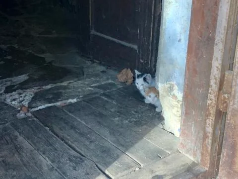Stray kittens Stock Photos