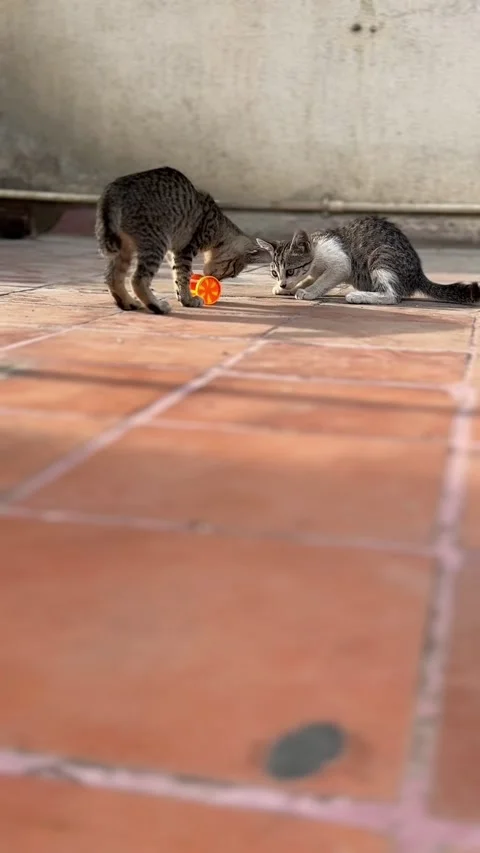 Stray kittens playing with a toy on terrace Stock Footage 307323210