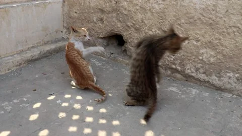 Stray kittens wagging tail together Stock Footage 150716619