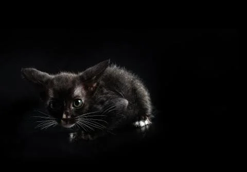 Stray kitty isolated with black background, Shooting in studio. Stock Photos