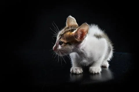 Stray kitty isolated with black background, Shooting in studio. Stock Photos