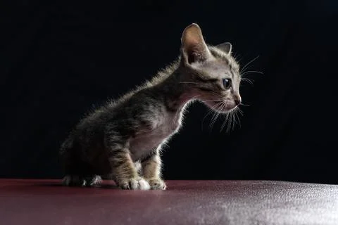 Stray kitty isolated with black background, Shooting in studio. Stock Photos