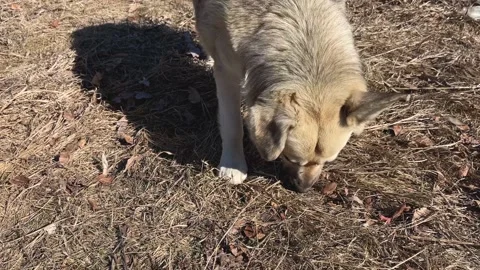 Stray mixed breed dog eating dry canine food that people left in Ukraine 스톡 동영상 172414082