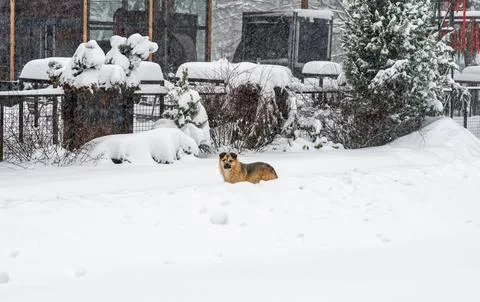A stray mixed-breed dog lying down in deep fresh snow in a public park near a Stock Photos