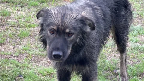 A stray mongrel dog Stock Footage 346170103