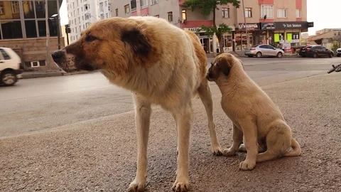 Stray mother dog nurses and cares for her puppy on a city street. Stock Footage 317364448