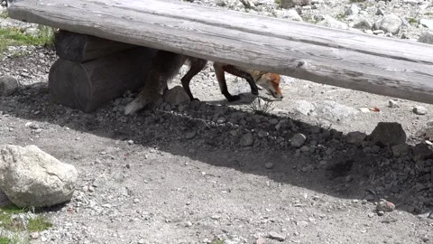 A stray mountain fox is looking for human food in the high Tatras Stock Footage 278004835