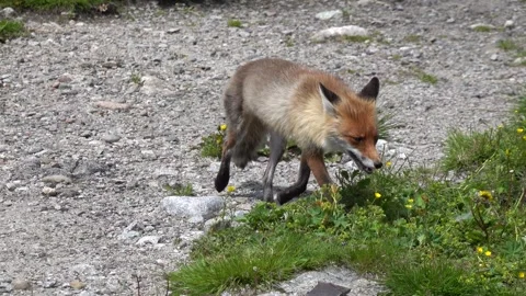 A stray mountain fox is looking for human food in the high Tatras Stock Footage 278005404