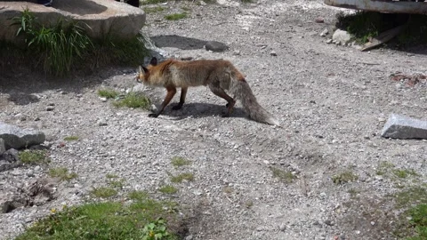 A stray mountain fox is looking for human food in the high Tatras Stock Footage 278006891