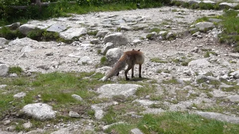 A stray mountain fox is looking for human food in the high Tatras Stock Footage 278006908