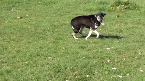 Stray nasty dog barking Stock Footage 24808485