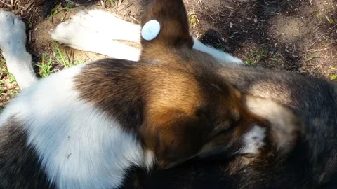 A stray neutered dog with a chip in its ear Bites itself, catches fleas and Stock Footage 131179151