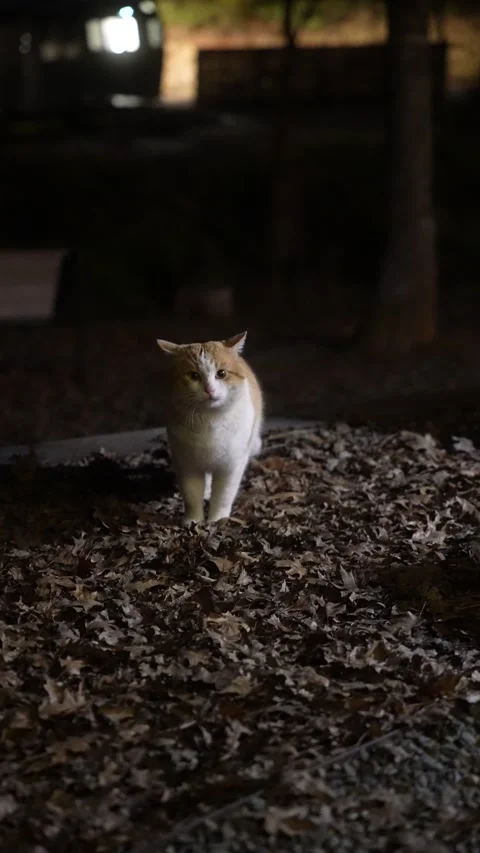 Stray Orange And White Cat At Outdoor Campsite At Night, Sitting And Fed A Treat 動画素材 317065129