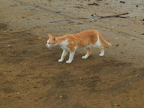 Stray orange cat Stock Photos