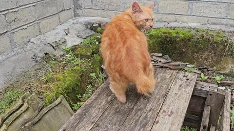 Stray Orange Cat With Scabbed Ears Sitting On Wooden Crate Stock Footage 332389144