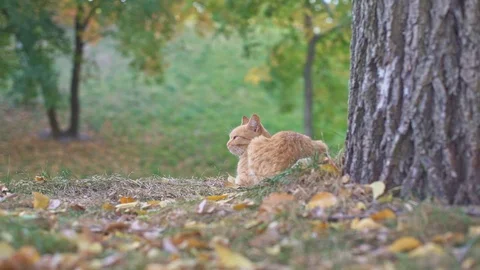 Stray orange cat sitting and relaxing near big old tree in Odessa city park in Stock Footage 107805906