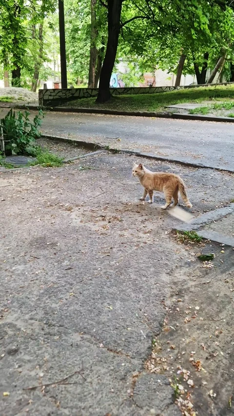 Stray Orange Cat Walking Across Cracked Pavement in Green Park Stock Footage 339078195