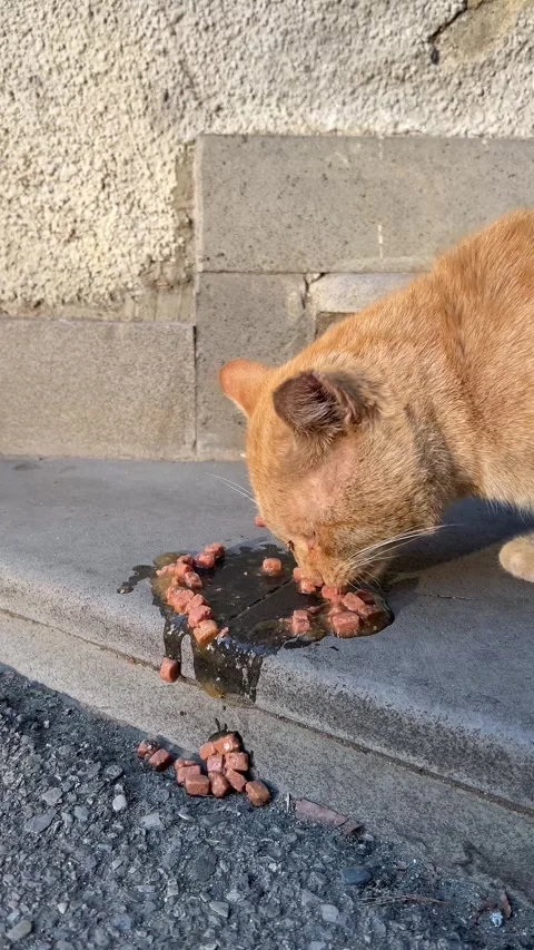 Stray orange street cat eats cat food on stairs Vídeo Stock 332573700