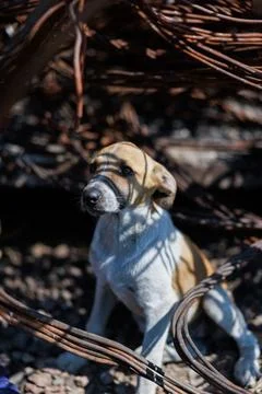 Stray Puppy Sitting in Shadows of Rusty Wires Stock Photos