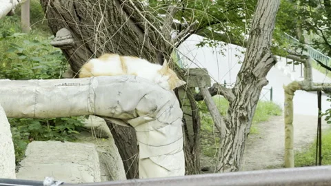 Stray Red And White Cat Naps On Wrapped Outdoor Pipe Near Large Trees Stock Footage 336939136