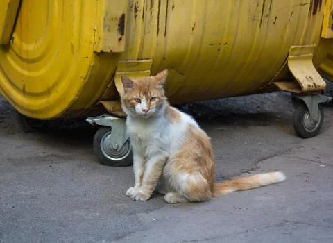 Stray red cat sitting on a dustbin Stock Photos