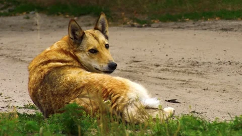 Stray red dog Stock Footage 136648401
