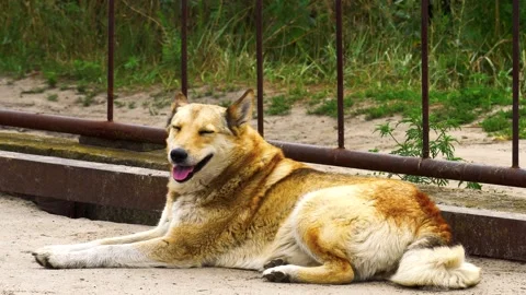 Stray red dog Stock Footage 136648422