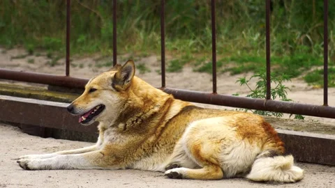 Stray red dog Stock Footage 136648515