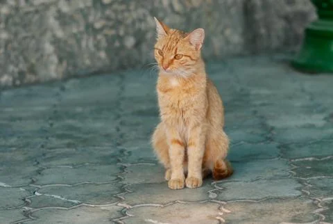Stray red-haired cat sitting lonely on a pavement Foto stock